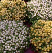 I fiori domestici Impianto Tallone erbacee, nertera bianco