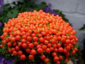 Комнатные цветы Нертера травянистые, nertera красный