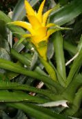 Nidularium Herbáceas (amarillo)