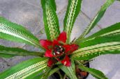 Pot Blomster Nidularium urteaktig plante rød