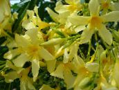 Oală Flori Rose Bay, Oleandru arbust, Nerium oleander galben
