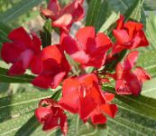 Oală Flori Rose Bay, Oleandru arbust, Nerium oleander roșu