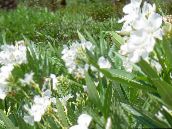 Pote flores Rose Bay, Oleander arbusto, Nerium oleander branco