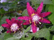 Pokojowe Kwiaty Passiflory (Ctrastotsvet, Cavaliers Gwiazdki) liana, Passiflora jak wino