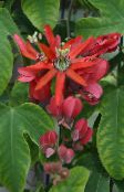  Passion flower liana, Passiflora red