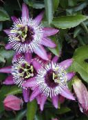  Passion flower liana, Passiflora lilac