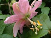 des fleurs en pot Fleur De La Passion une liane, Passiflora rose