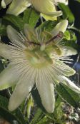 des fleurs en pot Fleur De La Passion une liane, Passiflora blanc