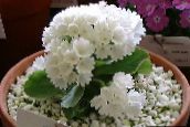 Pokojowe Kwiaty Pierwiosnek trawiaste, Primula biały