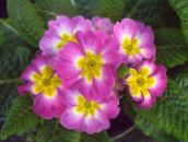 Pot Virágok Primula, Auricula lágyszárú növény rózsaszín
