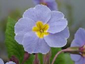 Интериорни цветове Primula, Градинска Иглика С Гладки Листа тревисто светло синьо