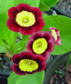 Saksı çiçekleri Primula, Auricula otsu bir bitkidir koyu kırmızı