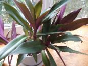 Oală Flori Rhoeo Tradescantia planta erbacee violet