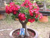 Pot Blomster Desert Rose træ, Adenium rød
