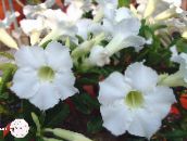 Pokojové květiny Pouštní Růže stromy, Adenium bílá