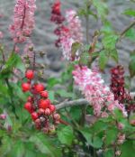 I fiori domestici Bloodberry, Pianta Rouge, Bambino Pepe, Pigeonberry, Coralito gli arbusti, Rivina rosa