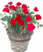 Pote flores Rose arbusto vermelho