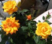 des fleurs en pot Rose des arbustes orange