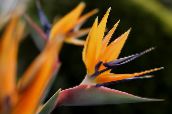 Podu Ziedi Paradīzes Putna, Celtnis Ziedu, Stelitzia zālaugu augs, Strelitzia reginae oranžs