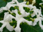 Pote flores Tabernaemontana, Banana Bush arbusto branco