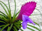 Flores de salón Tillandsia herbáceas lila