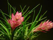 Flores de salón Tillandsia herbáceas rosa