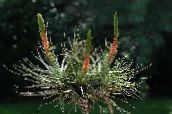 Unutarnja Cvjetovi Tillandsia zeljasta biljka crvena