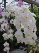 Podu Ziedi Phalaenopsis zālaugu augs balts