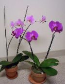 I fiori domestici Phalaenopsis erbacee lilla