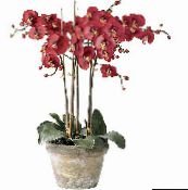 Flores de salón Phalaenopsis herbáceas rojo