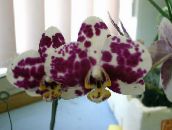 Podu Ziedi Phalaenopsis zālaugu augs bordo