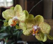 Phalaenopsis Örtväxter (gul)