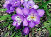 Pot Blomster Fresia urteagtige plante, Freesia lilla