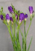 Fresia Örtväxter (violett)