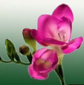 Pot Blomster Fresia urteagtige plante, Freesia pink