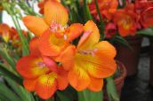 Интериорни цветове Фрезия тревисто, Freesia оранжев