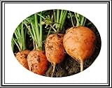 300 + Atlante Turno carota Semi ~ Cute Baby Carrots! Tipo di mercato parigino Veggie US foto / EUR 9,99