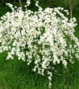 Градински цветове Перла Буш, Exochorda бял