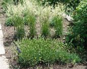 Plante de Gradina Albăstriu Păr-Iarbă, Albastru Mare Iunie Iarba, Mare Păr Iarbă Albastră cereale, Koeleria verde