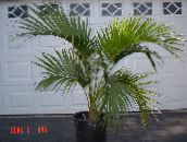Sisäkasvit Kihara Palmu, Kentia Palmu, Paratiisi Palmu puut, Howea vihreä