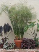 Pokojové rostliny Deštník Rostlina, Cyperus světle-zelená