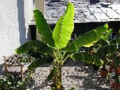 Kamerplanten Bloeiende Banaan boom, Musa coccinea groen