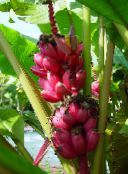 Kamerplanten Bloeiende Banaan boom, Musa coccinea groen