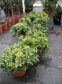 Topfpflanzen Japanese Lorbeer, Pittosporum Tobira sträucher grün