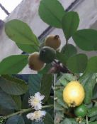 Telpaugi Guava, Tropu Guava koks, Psidium guajava zaļš