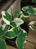 屋内植物 タロイモ、ヤウティア, Xanthosoma モトリー
