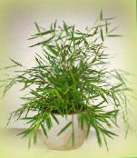 Vidinis augalai Miniatiūriniai Bambuko, Pogonatherum žalias