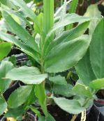 Le piante domestiche Cardamomum, Elettaria Cardamomum verde