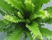 Εσωτερικά φυτά Spleenwort, Asplenium πράσινος