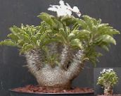 შიდა მცენარეები Pachypodium მწვანე